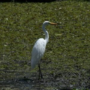 Great Egret Wading in Shallow Water. Burketown, Queensland, Australia.