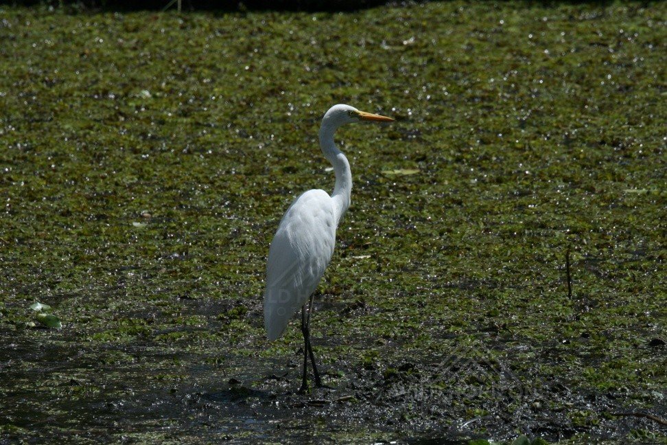 Great Egret Wading in Shallow Water. Burketown, Queensland, Australia.