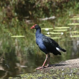 Purple Swamphen at the Edge of a Billabong. Atherton, Queensland, Australia.