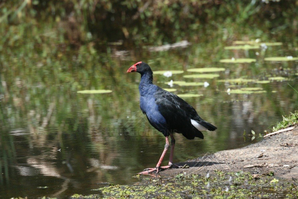 Purple Swamphen at the Edge of a Billabong. Atherton, Queensland, Australia.