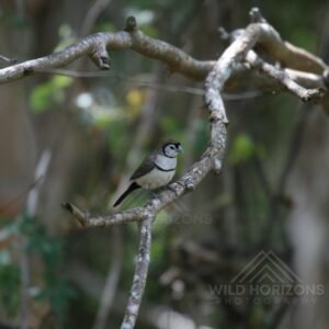 Grey Fantail Perched in Woodland Branches. Cooktown, Queensland, Australia.