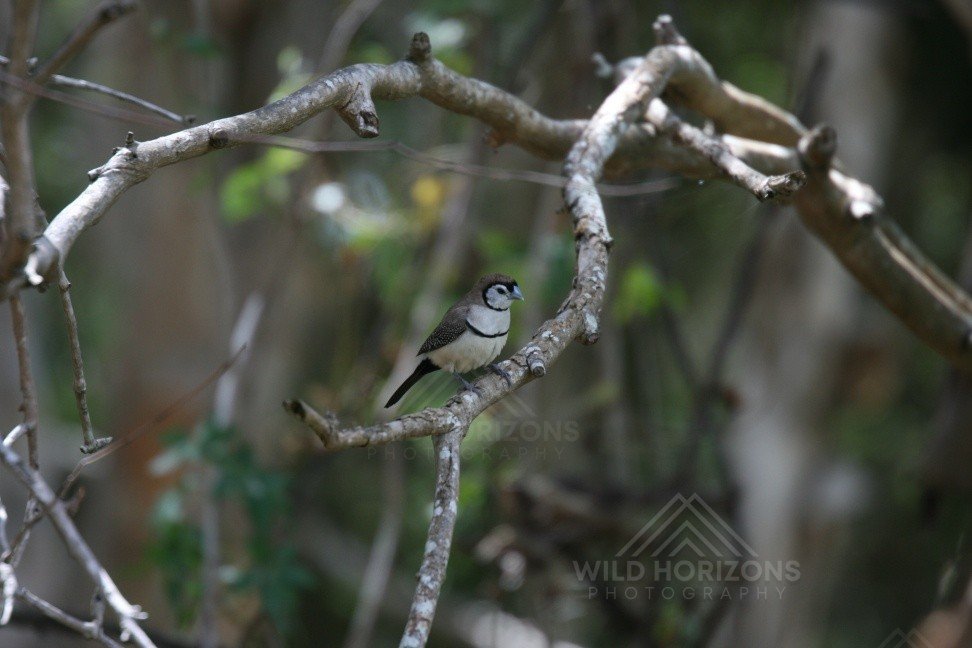 Grey Fantail Perched in Woodland Branches. Cooktown, Queensland, Australia.