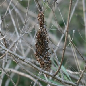 Bagworm Case Attached to Tree Branch. Mareeba, Queensland, Australia.