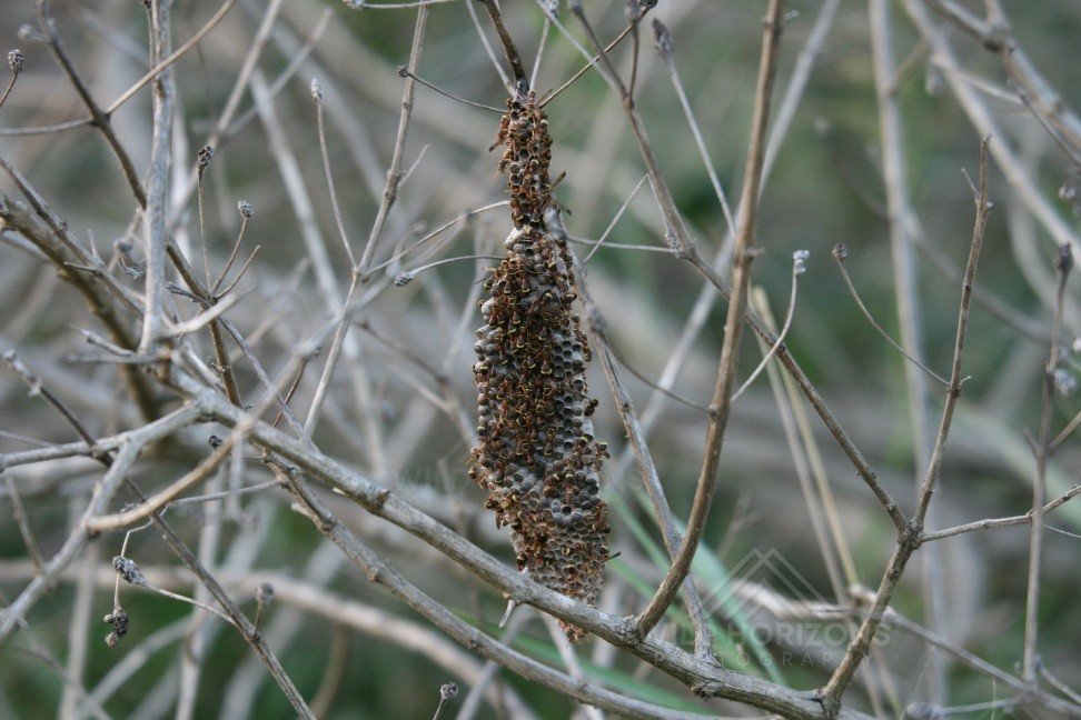 Bagworm Case Attached to Tree Branch. Mareeba, Queensland, Australia.