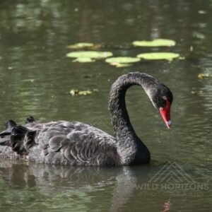 Black Swans Swimming Among Lily Pads. Katherine, Northern Territory, Australia.