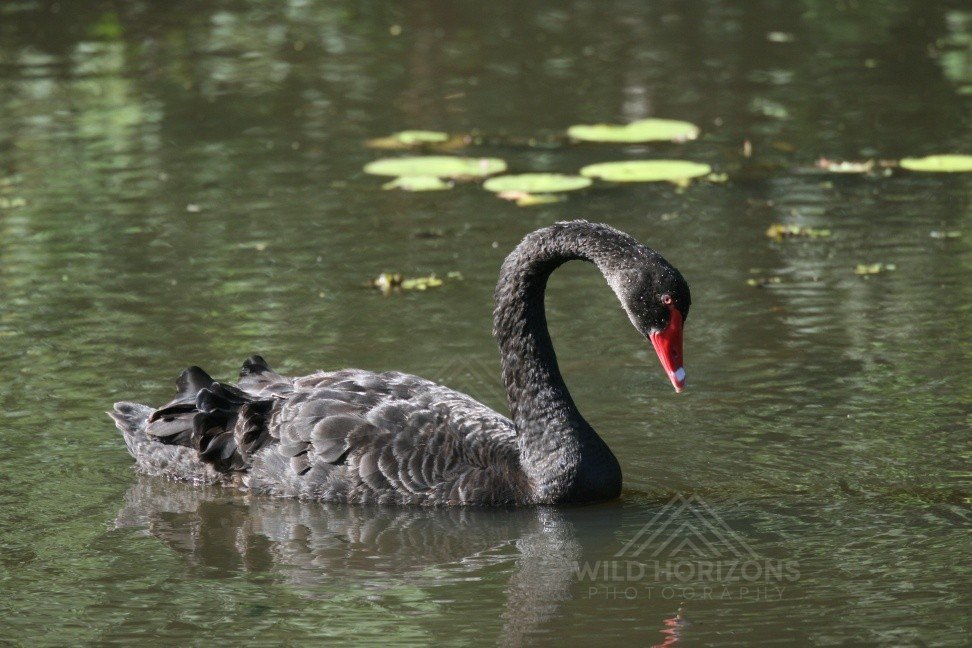 Black Swans Swimming Among Lily Pads. Katherine, Northern Territory, Australia.
