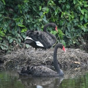 Black Swan at a Nesting Site on a Billabong. Mary River Region, Northern Territory, Australia.