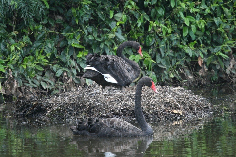 Black Swan at a Nesting Site on a Billabong. Mary River Region, Northern Territory, Australia.