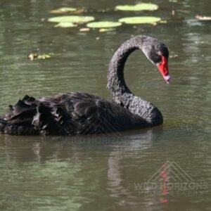 Black Swans Resting on Still Water. Katherine, Northern Territory, Australia.