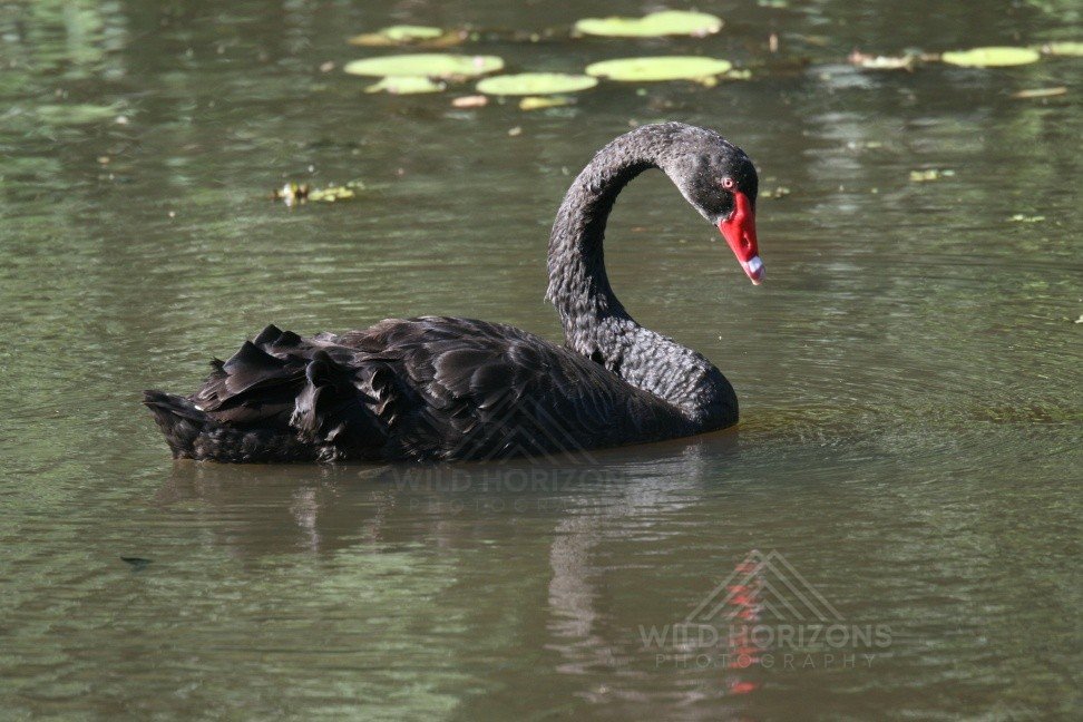 Black Swans Resting on Still Water. Katherine, Northern Territory, Australia.