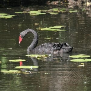 Black Swan Gliding Across a Freshwater Wetland. Kakadu National Park, Northern Territory, Australia.
