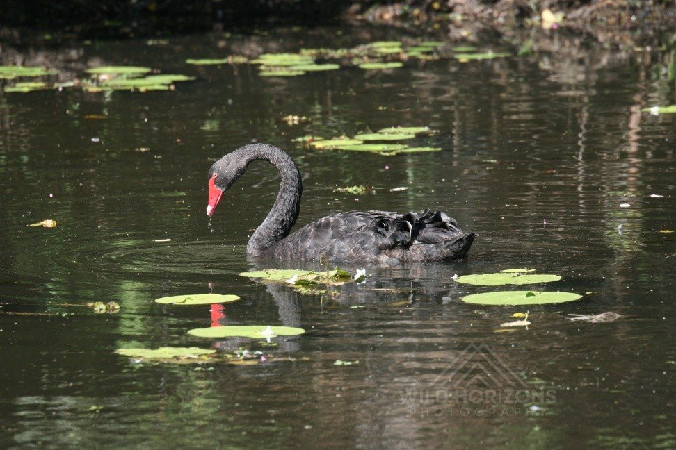 Black Swan Gliding Across a Freshwater Wetland. Kakadu National Park, Northern Territory, Australia.