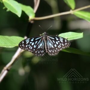 Australian Blue Tiger Butterfly Resting on Tropical Foliage. Cooktown, Queensland, Australia.
