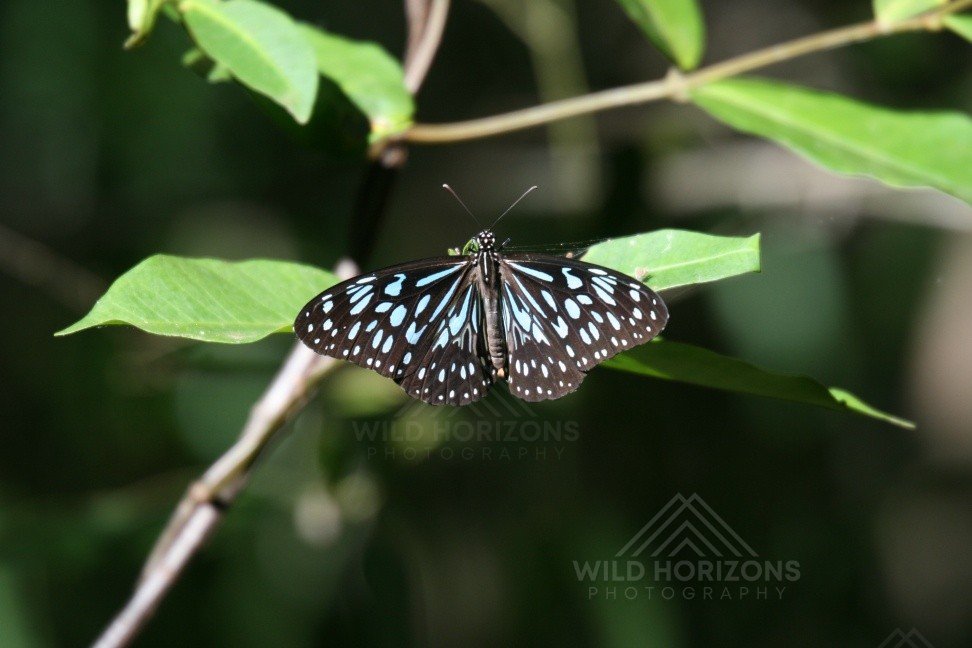 Australian Blue Tiger Butterfly Resting on Tropical Foliage. Cooktown, Queensland, Australia.