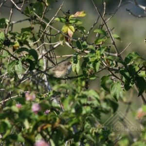 Female Superb Fairywren Perched Among Flowering Shrubs. Atherton Tablelands, Queensland, Australia.