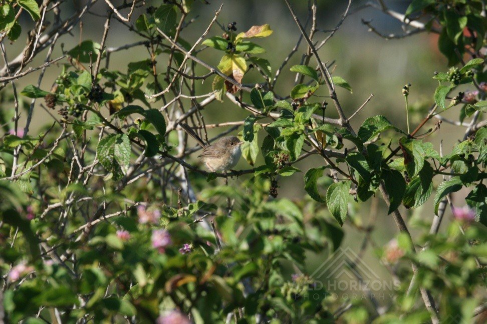 Female Superb Fairywren Perched Among Flowering Shrubs. Atherton Tablelands, Queensland, Australia.