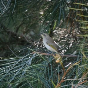 Brown Honeyeater Perched in Casuarina Foliage. Katherine, Northern Territory, Australia.