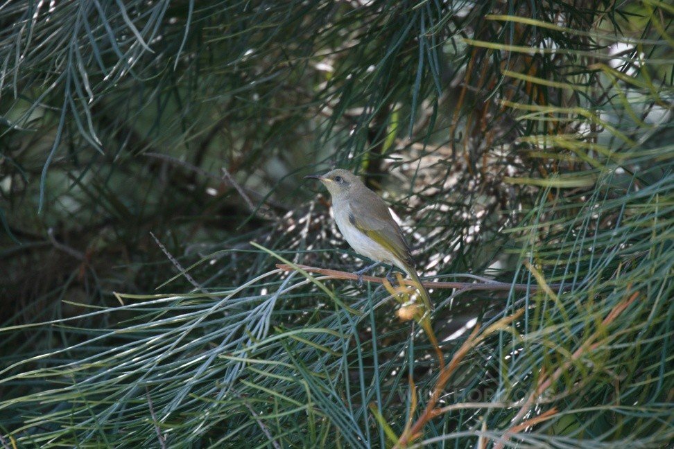 Brown Honeyeater Perched in Casuarina Foliage. Katherine, Northern Territory, Australia.