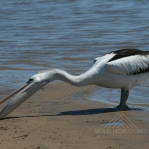 Australian Pelican Feeding Along a Tidal Shoreline. Karumba, Queensland, Australia.