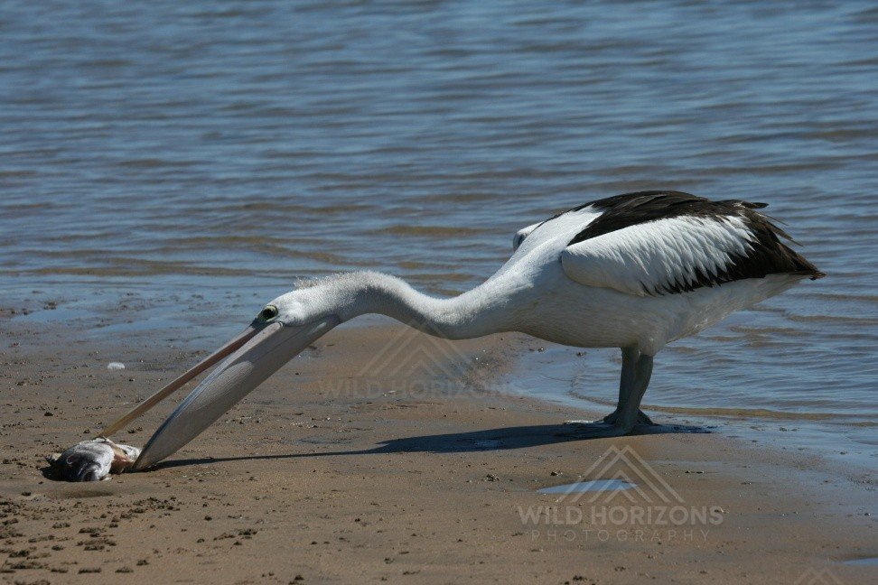 Australian Pelican Feeding Along a Tidal Shoreline. Karumba, Queensland, Australia.