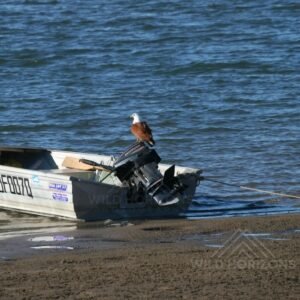 White-bellied Sea Eagle Perched on a Small Boat at Low Tide. Karumba, Queensland, Australia.