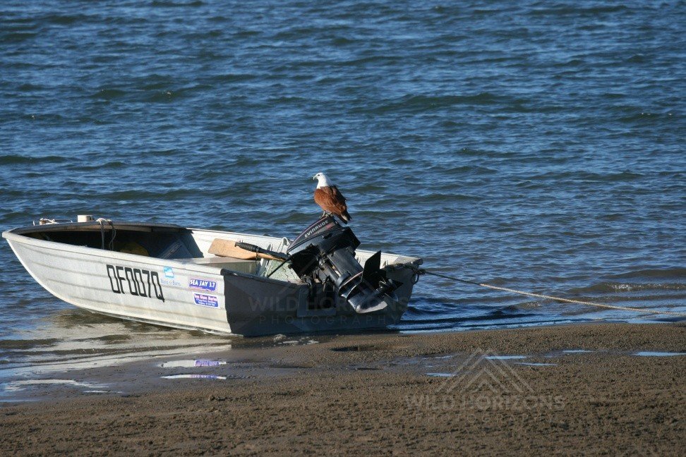 White-bellied Sea Eagle Perched on a Small Boat at Low Tide. Karumba, Queensland, Australia.