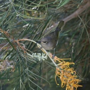 Brown Honeyeater Feeding on Grevillea Flowers. Katherine, Northern Territory, Australia.