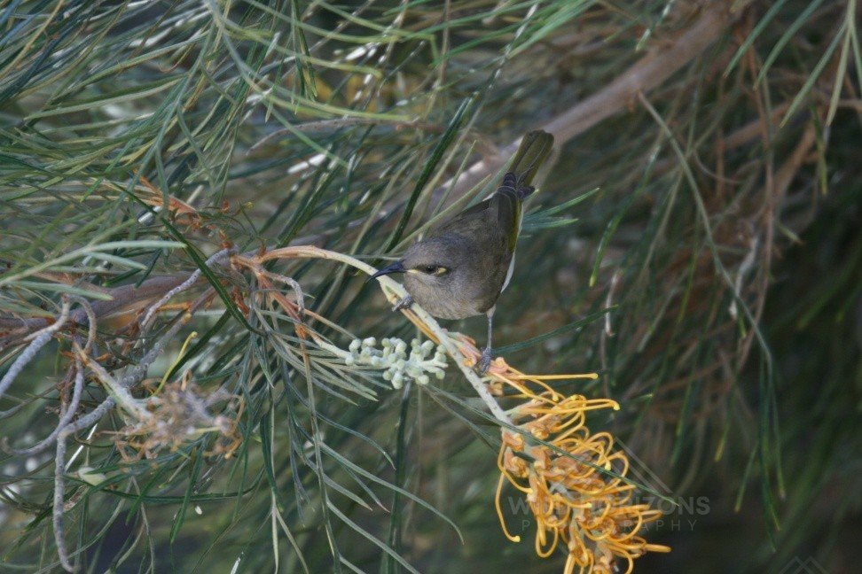 Brown Honeyeater Feeding on Grevillea Flowers. Katherine, Northern Territory, Australia.