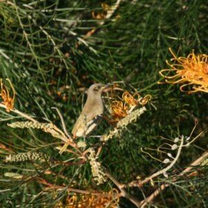 Brown Honeyeater Perched Among Flowering Grevillea. Katherine, Northern Territory, Australia.