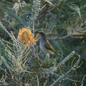 Brown Honeyeater Foraging in Native Shrubland. Katherine, Northern Territory, Australia.
