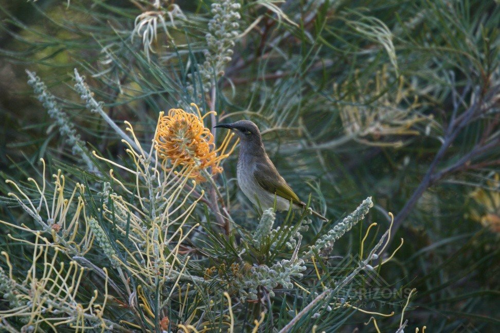 Brown Honeyeater Foraging in Native Shrubland. Katherine, Northern Territory, Australia.