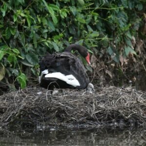 Black Swan Resting on a Reed Nest. Mary River Region, Northern Territory, Australia.