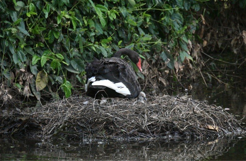 Black Swan Resting on a Reed Nest. Mary River Region, Northern Territory, Australia.
