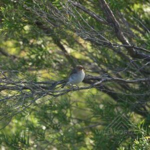 Female Superb Fairywren Perched in Dense Shrubland. Daly River, Northern Territory, Australia.