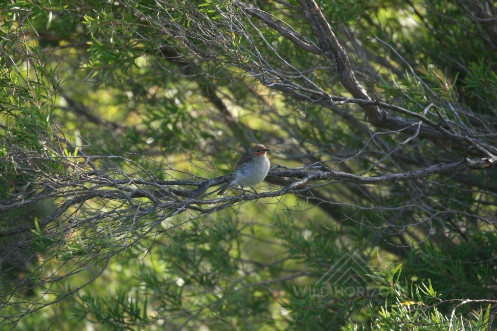 Female Superb Fairywren Perched in Dense Shrubland. Daly River, Northern Territory, Australia.