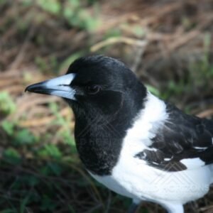 Australian Pied Butcherbird Standing on the Forest Floor. Katherine, Northern Territory, Australia.