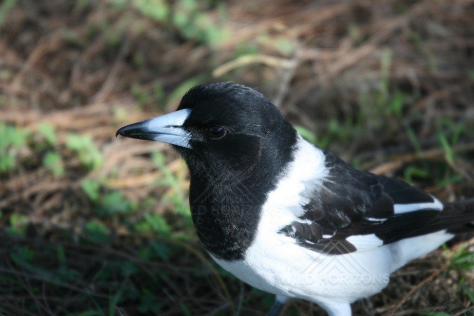 Australian Pied Butcherbird Standing on the Forest Floor. Katherine, Northern Territory, Australia.