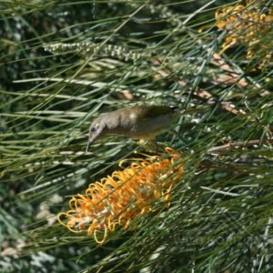 Brown Honeyeater Feeding on Grevillea Flowers. Katherine, Northern Territory, Australia.