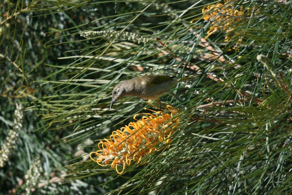 Brown Honeyeater Feeding on Grevillea Flowers. Katherine, Northern Territory, Australia.