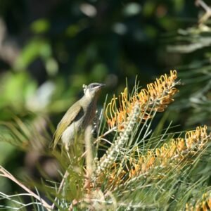 Brown Honeyeater Perched Among Flowering Grevillea. Katherine, Northern Territory, Australia.