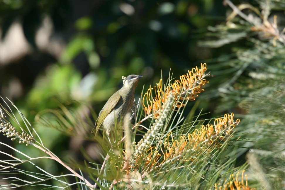 Brown Honeyeater Perched Among Flowering Grevillea. Katherine, Northern Territory, Australia.