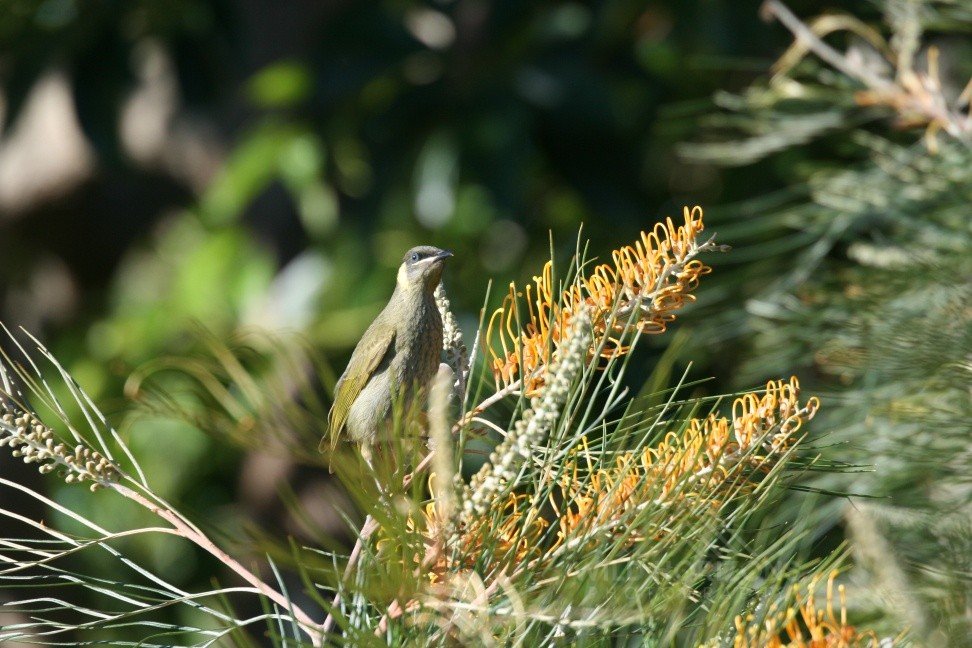 Brown Honeyeater Foraging in Native Shrubland. Katherine, Northern Territory, Australia.