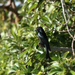 Metallic Starling Perched in Tropical Woodland. Innisfail, Queensland, Australia.