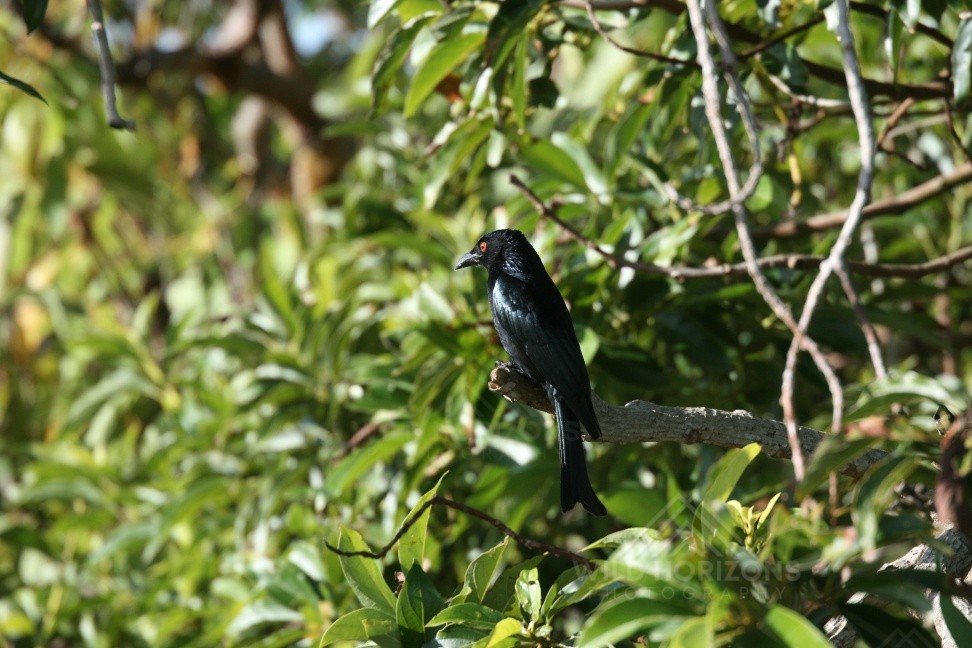 Metallic Starling Perched in Tropical Woodland. Innisfail, Queensland, Australia.