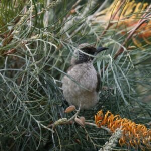 Brown Honeyeater Feeding on Grevillea Flowers. Katherine, Northern Territory, Australia.