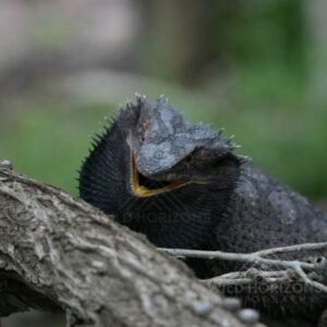 Frilled-neck Lizard Resting on a Tree Branch. Katherine, Northern Territory, Australia.