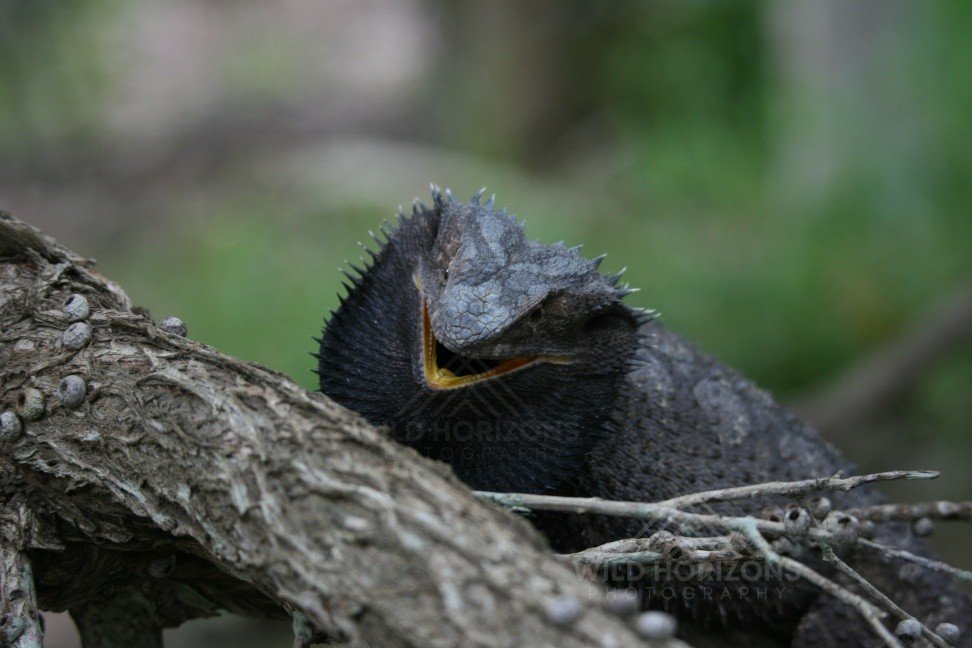Frilled-neck Lizard Resting on a Tree Branch. Katherine, Northern Territory, Australia.