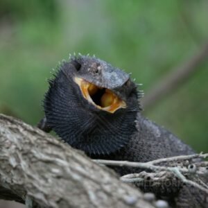Frilled-neck Lizard Displaying an Open Frill. Katherine, Northern Territory, Australia.