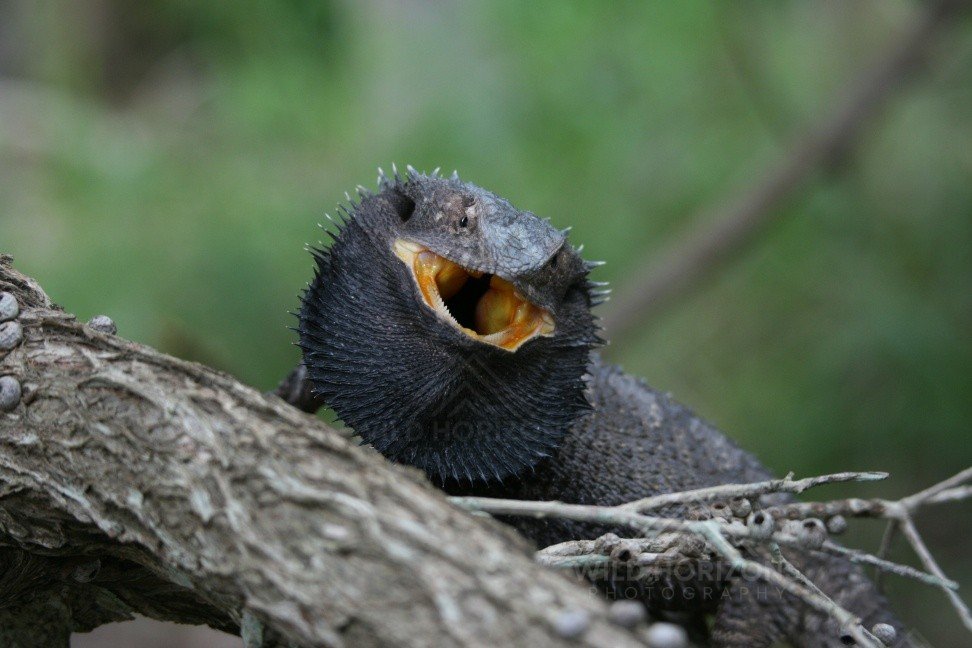 Frilled-neck Lizard Displaying an Open Frill. Katherine, Northern Territory, Australia.