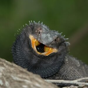 Frilled-neck Lizard with Fully Extended Frill. Katherine, Northern Territory, Australia.